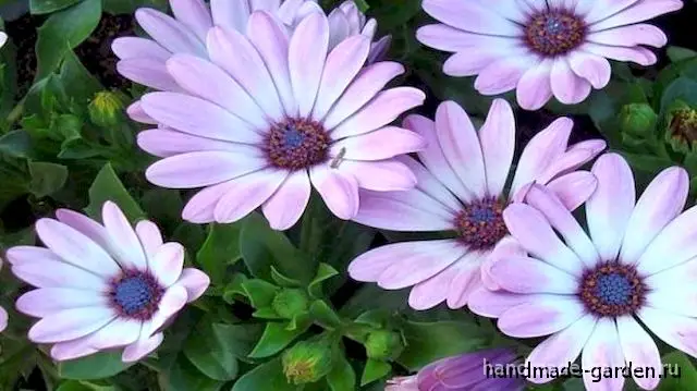 Какие однолетники зацветут осенью Какие однолетники зацветут осенью