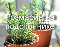Розмарин на подоконнике