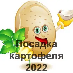 Посадка картофеля в 2022 году по лунному календарю