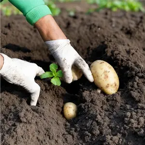 Что нужно положить в лунку при посадке картофеля