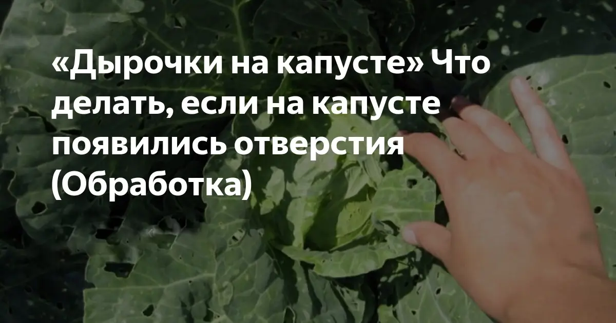 Профилактика — залог здоровой капусты Профилактика — залог здоровой капусты