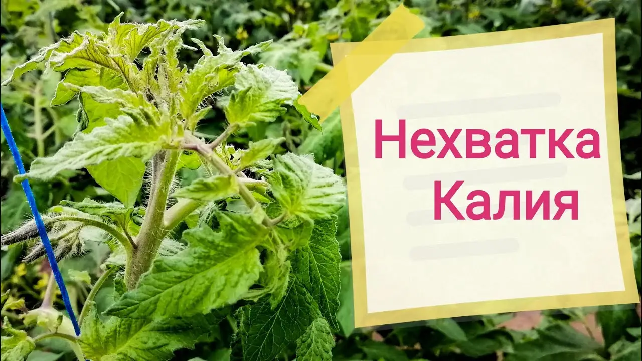 Томат: признаки нехватки калия