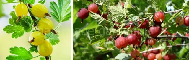 Осенняя подкормка крыжовника