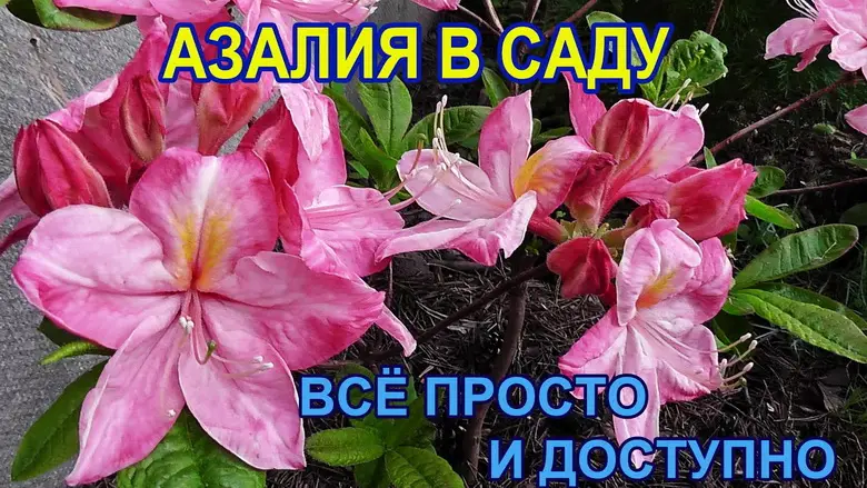 Как выращивать азалии: советы опытных садоводов