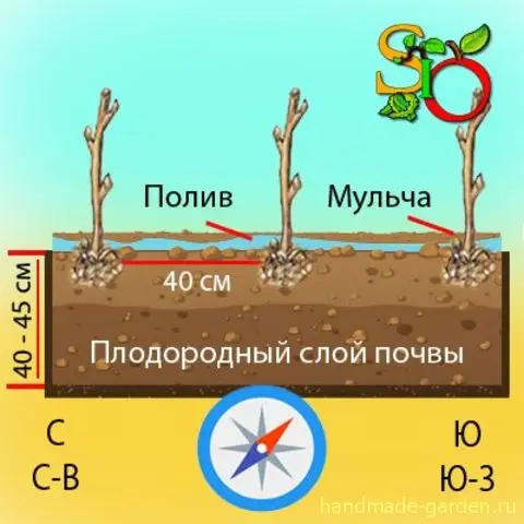 Куда сажать малину