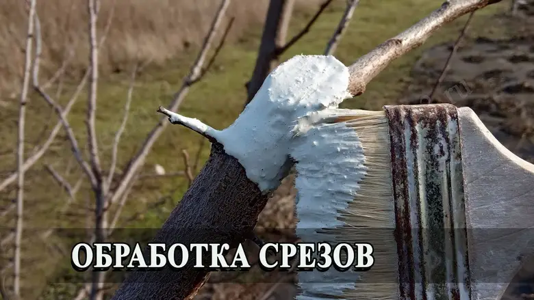 В какое время года обрезать ветки и обрабатывать срезы В какое время года обрезать ветки и обрабатывать срезы