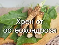 Лечение остеохондроза хреном