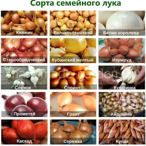 Сорта семейного лука
