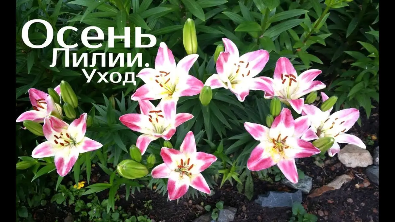 Уход за лилиями осенью – делаем в октябре Уход за лилиями осенью – делаем в октябре