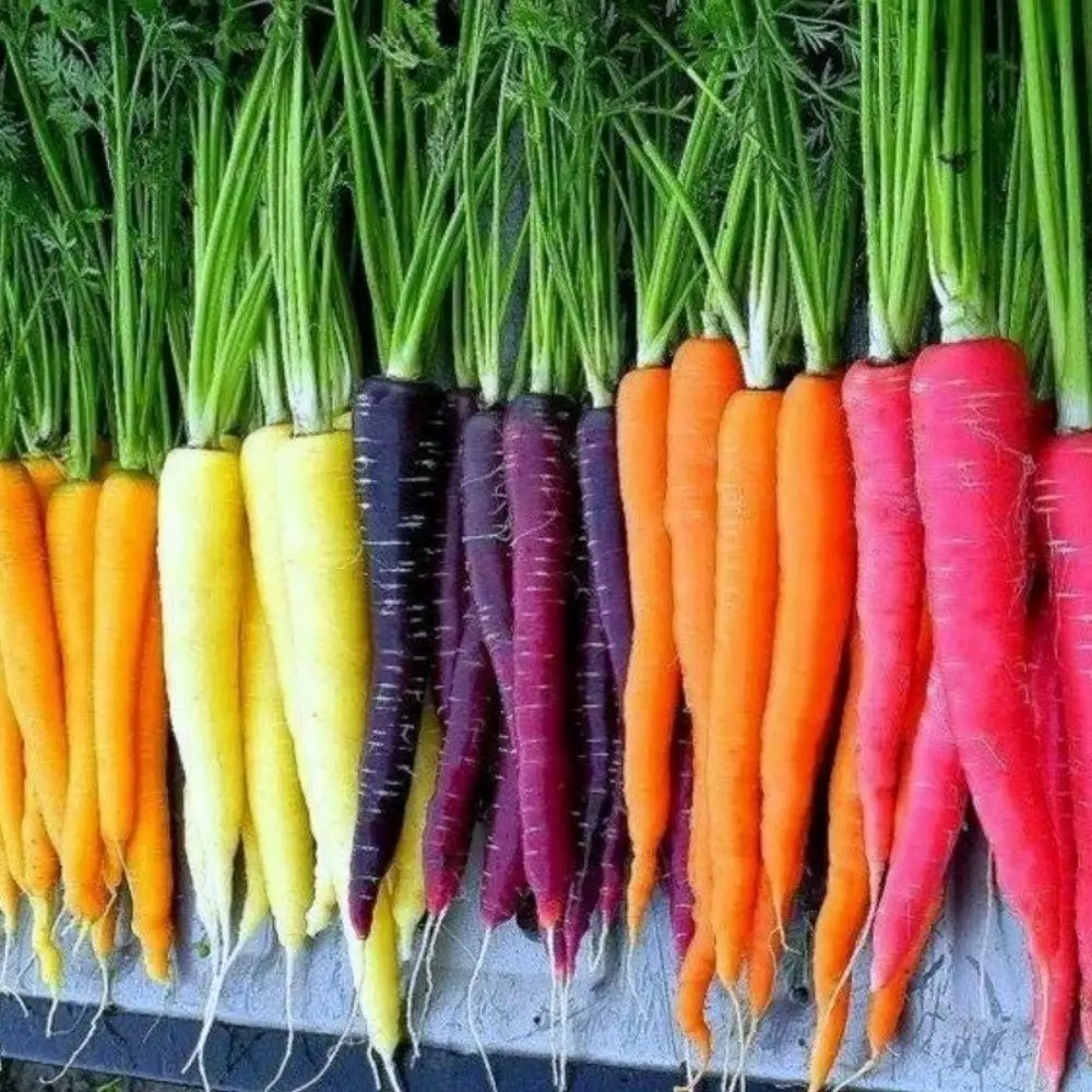 Радужная морковь (Daucus carota)