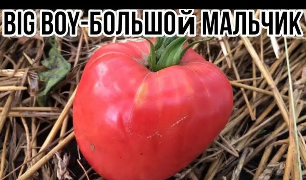 Уход за томатами сорта "Бой-Бой" Уход за томатами сорта "Бой-Бой"
