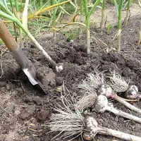 Посадка после чеснока