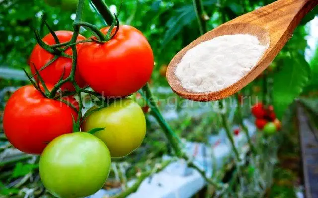 Лечение растений Лечение растений