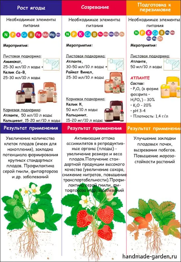 Чем и как удобрять клубнику весной