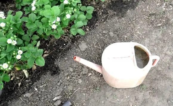 Перебродивший раствор помета