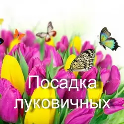 Весенняя посадка луковичных в открытую почву