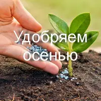 Подкормка плодовых деревьев осенью
