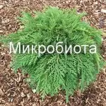 Микробиота &mdash; идеальный хвойный кустарник для ландшафтного дизайна