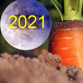 Когда выкапывать морковь на хранение в 2021 году по лунному календарю
