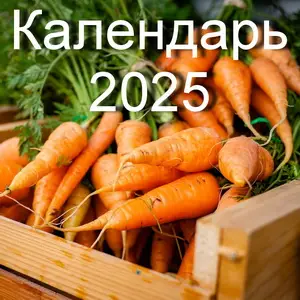 Когда сажать морковь в 2025 году? Лунный календарь