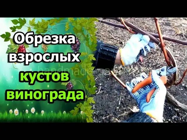 Ежегодная осенняя обрезка винограда Ежегодная осенняя обрезка винограда