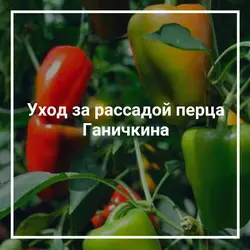 Посадка перца по рекомендациям Октябрины Ганичкиной