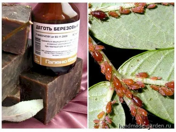 Способ борьбы с тлёй
