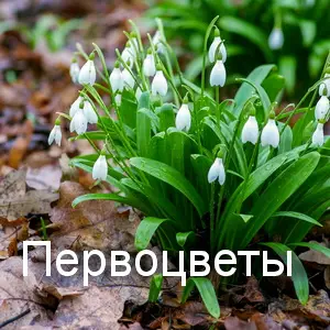 какие же цветы зацветут первыми