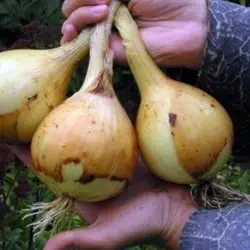 Благоприятные дни для сбора лука
