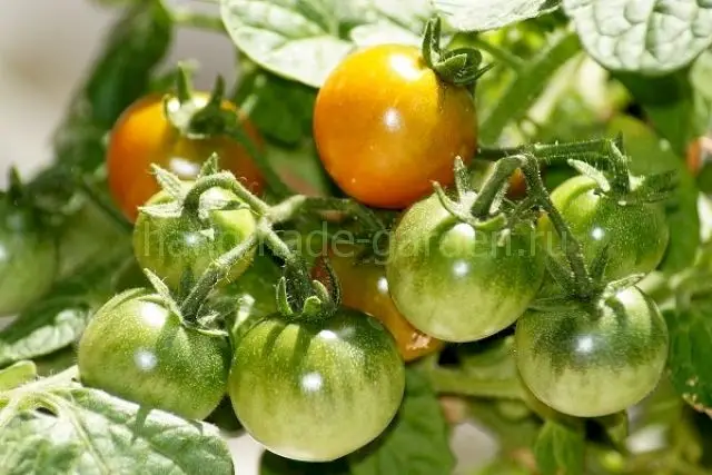 как дозреть томаты на кустах