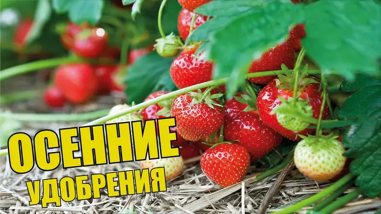 Чем подкормить клубнику осенью? Чем подкормить клубнику осенью?