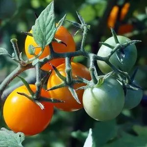 Помидоры - это не только вкусный и полезный продукт, но и гордость любого садовода