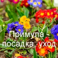 Примула - посадка, уход и размножение