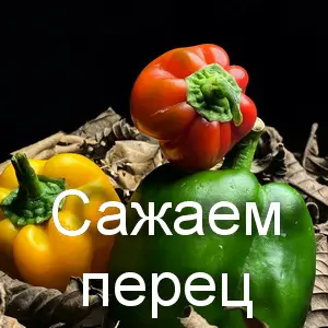 Посадка перца в открытый грунт: правила и хитрости