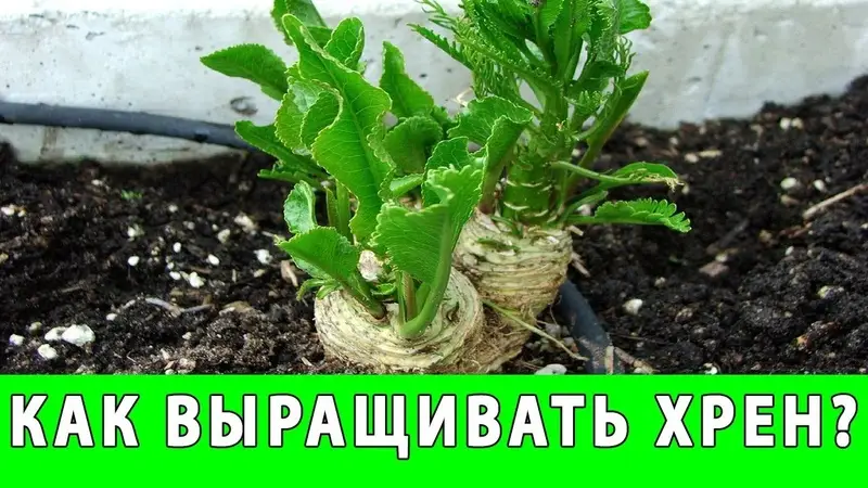 Благоприятные дни посадки хрена весной Благоприятные дни посадки хрена весной