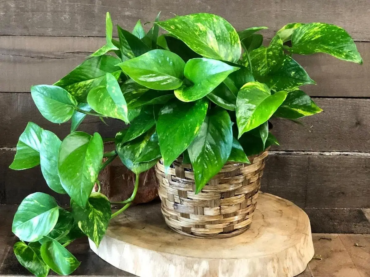 Уход за растениями Pothos Уход за растениями Pothos