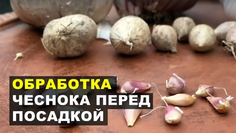 Не рекомендуется растить чеснок на одной грядке несколько лет подряд, или вносить свежий навоз.