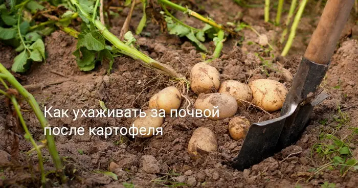 Выкопали картошку, что дальше делать с землёй? Выкопали картошку, что дальше делать с землёй?