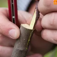 Виды и способы прививки