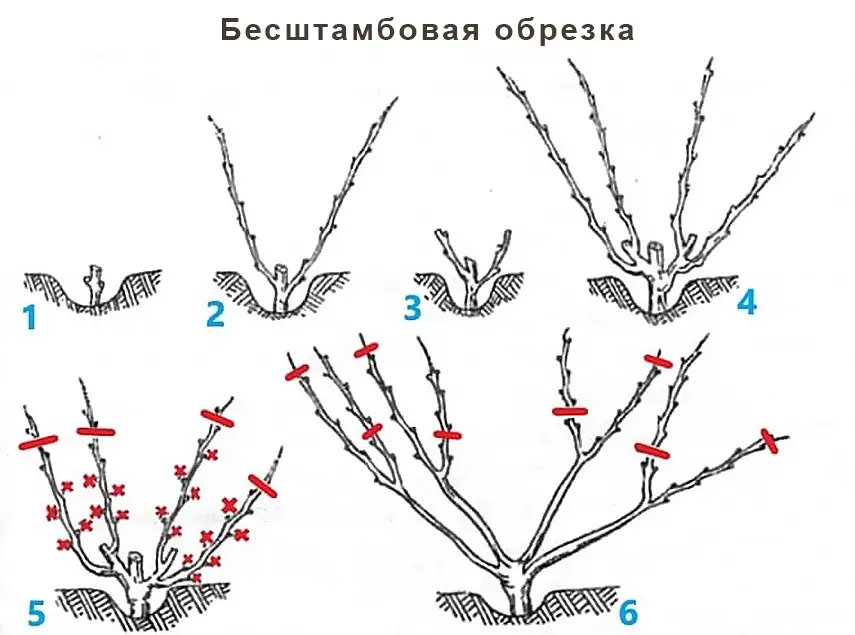 Бесштамбовая обрезка Бесштамбовая обрезка