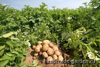 Когда копать картошку на зиму