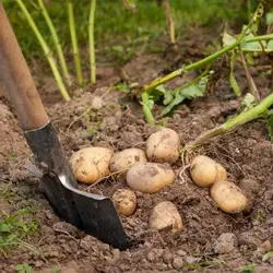 Лунный календарь на уборку картофеля на август 2023