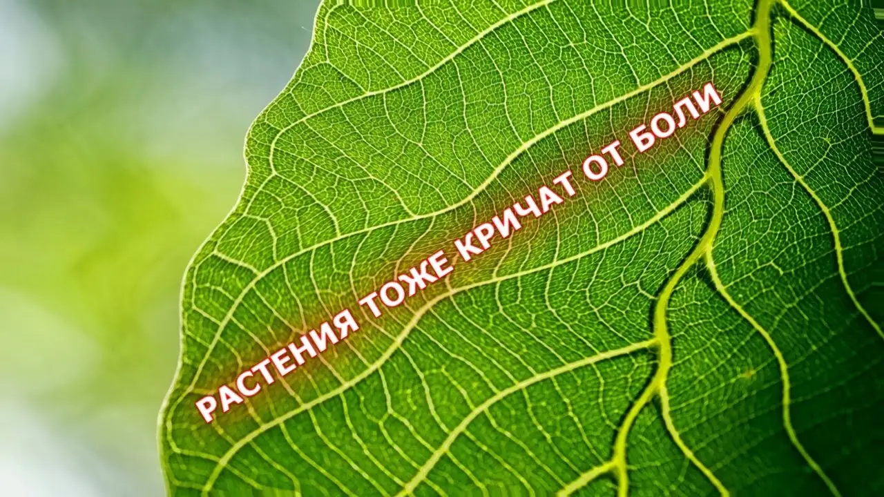 Могут ли растения страдать от боли?