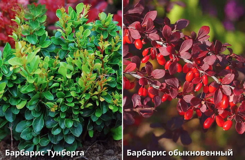 Лучшие сорта для ленивых садоводов Лучшие сорта для ленивых садоводов