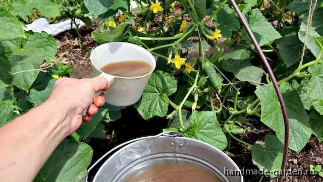 Июльские подкормки для огурцов Июльские подкормки для огурцов