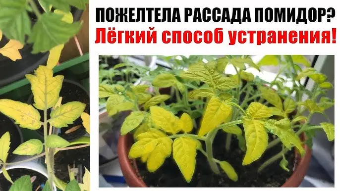 Почему желтеют листья рассады?