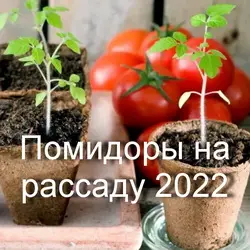 Сроки посева семян помидоров на рассаду в 2022 году