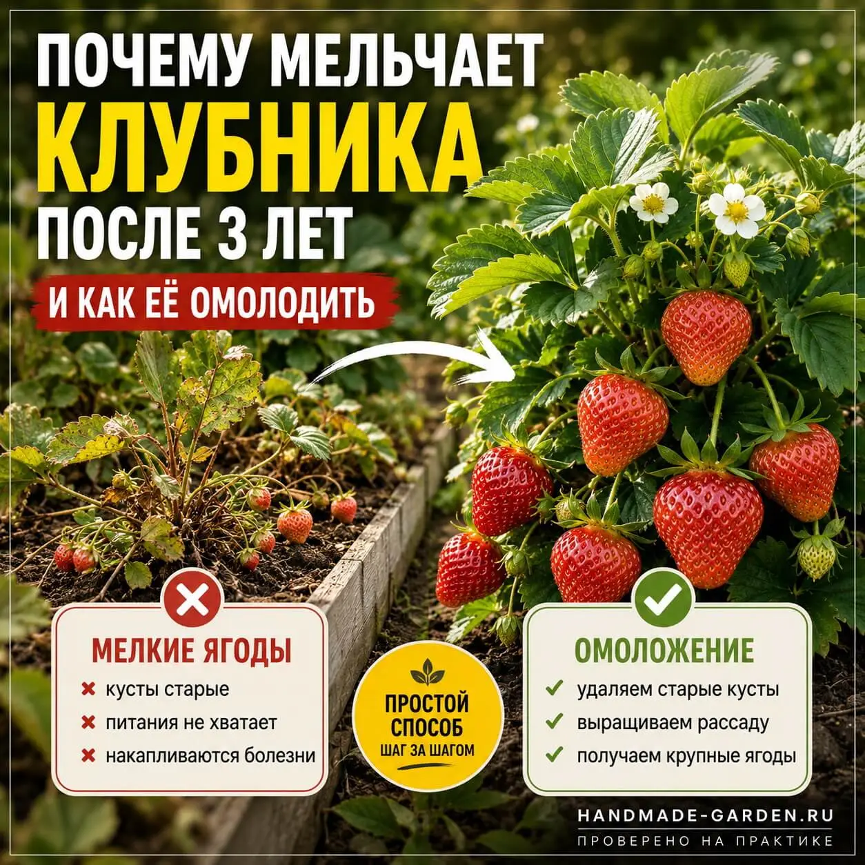 Почему мельчает клубника после 3 лет и как её омолодить