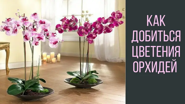 Что сделать, чтобы орхидеи цвели