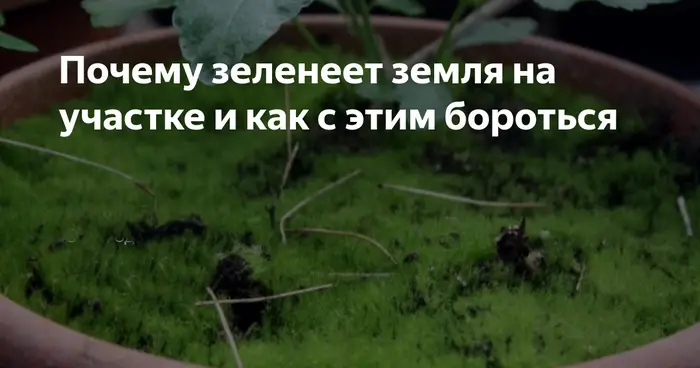 Как бороться с позеленением почвы?